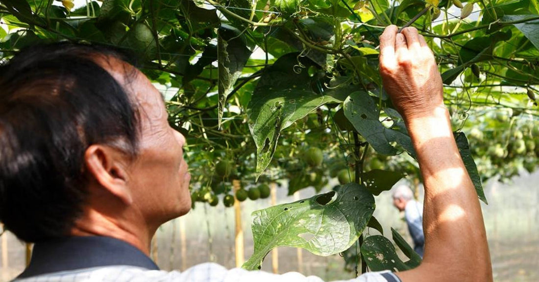 A Power Food for Diabetes