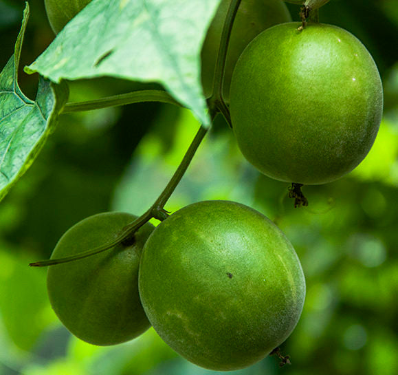 Nature’s Best Sweetener